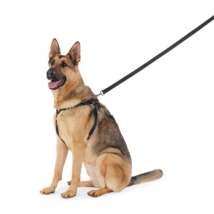A German Shepherd wearing an All Day Reflective Dog Harness
