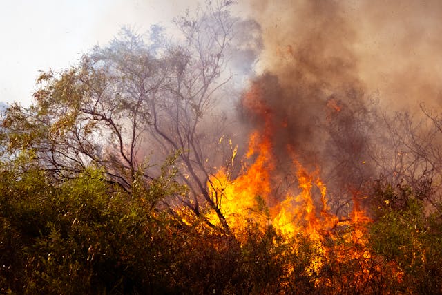 If you live in a bushfire prone area, it's important you plan ahead and prepare so you can keep your pet and family safe