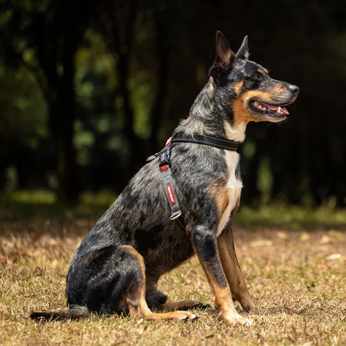 A cattle dog wearing the EzyDog crosscheck harness