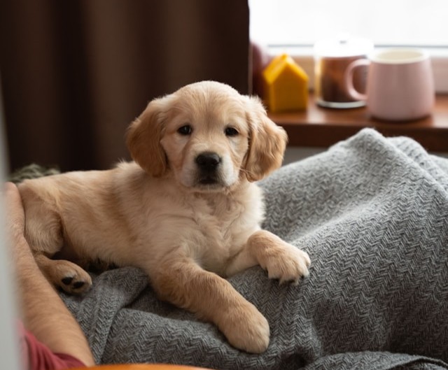 There are many common household items that may be toxic to dogs
