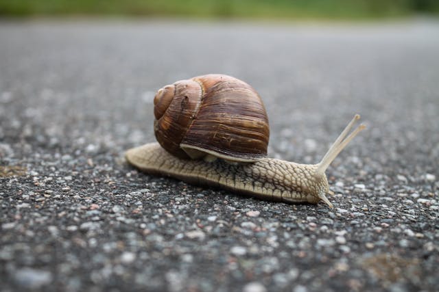 Snail pellets (also known as snail bait) is highly toxic to dogs