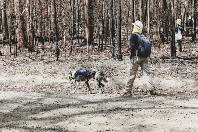 A working dog safely restrained after a bushfire.