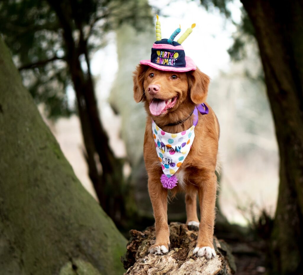 brown dog dressed up for a brown birthday party