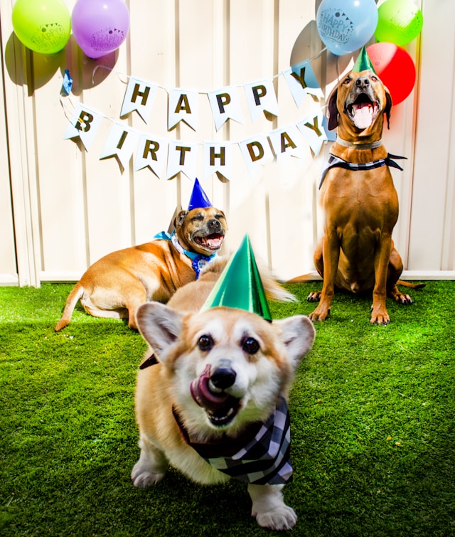 a corgi and two other dogs wearing party hats at a dog birthday party