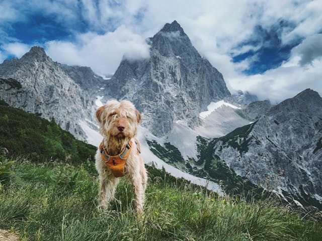 A dog on a hike in the mountains