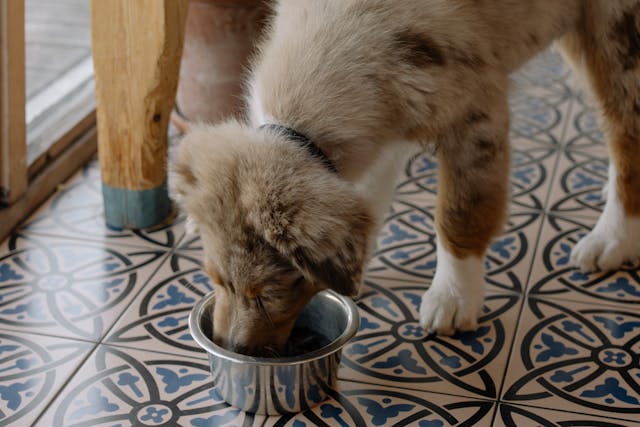 Australian shepherd puppy eating wet and dry food from a bowl