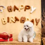 white fluffy dog in front of a "happy birthday" sign at a dog birthday party