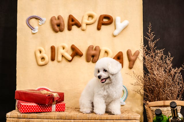 white fluffy dog in front of a "happy birthday" sign at a dog birthday party