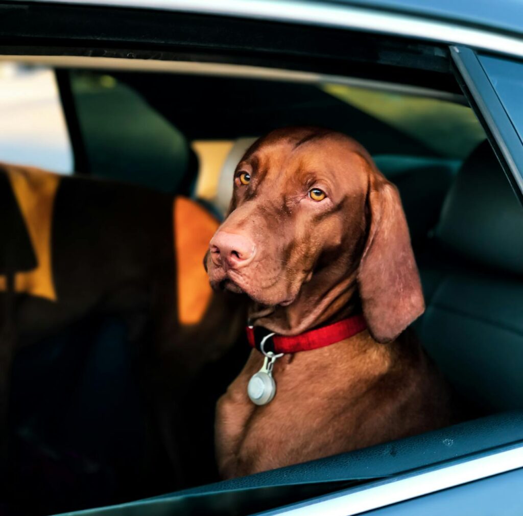 Dog travelling in a car